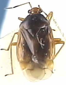 Monalocoris filicis